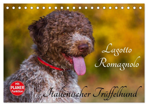 Lagotto Romagnolo - Italienischer Trüffelhund (Tischkalender 2026 DIN A5 quer), CALVENDO Monatskalender