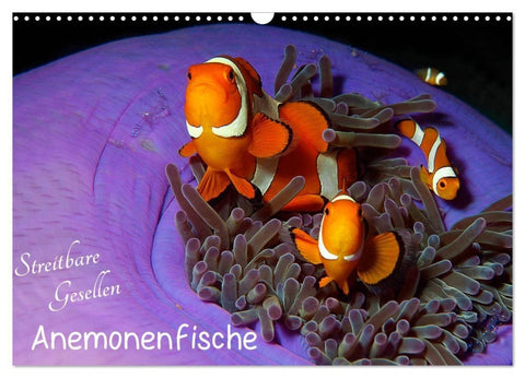 Anemonenfische - Streitbare Gesellen (Wandkalender 2027 DIN A3 quer), CALVENDO Monatskalender