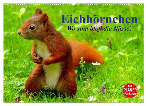 Eichhörnchen. Wo sind bloß die Nüsse? (Wandkalender 2027 DIN A2 quer), CALVENDO Monatskalender