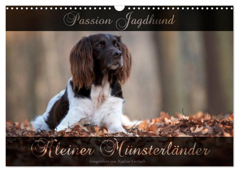 Passion Jagdhund - Kleiner Münsterländer (Wandkalender 2026 DIN A3 quer), CALVENDO Monatskalender