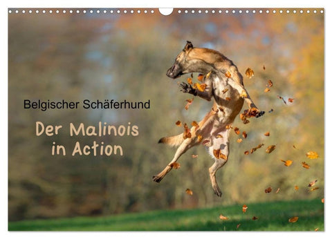 Belgischer Schäferhund - Der Malinois in Action (Wandkalender 2027 DIN A3 quer), CALVENDO Monatskalender
