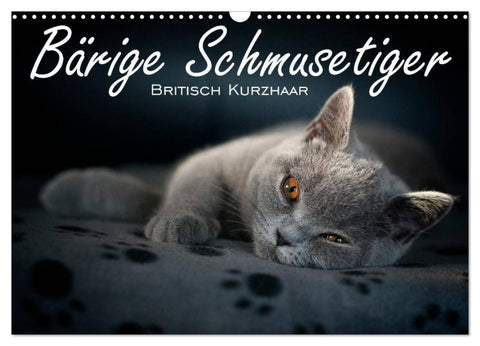 Bärige Schmusetiger - Britisch Kurzhaar (Wandkalender 2026 DIN A3 quer), CALVENDO Monatskalender