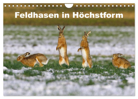 Feldhasen in Höchstform (Wandkalender 2026 DIN A4 quer), CALVENDO Monatskalender
