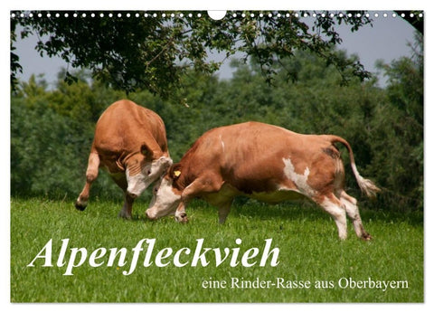 Alpenfleckvieh (Wandkalender 2027 DIN A3 quer), CALVENDO Monatskalender