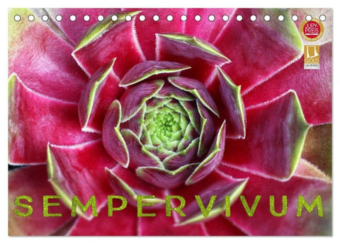 Sempervivum - Hauswurz (Tischkalender 2027 DIN A5 quer), CALVENDO Monatskalender