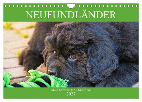 Neufundländer - Alle fangen mal klein an (Wandkalender 2027 DIN A4 quer), CALVENDO Monatskalender