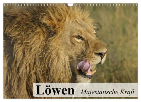 Löwen. Majestätische Kraft (Wandkalender 2026 DIN A3 quer), CALVENDO Monatskalender