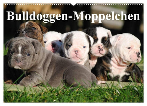 Bulldoggen-Moppelchen (Wandkalender 2027 DIN A2 quer), CALVENDO Monatskalender
