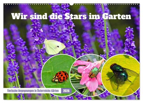 Wir sind die Stars im Garten (Wandkalender 2026 DIN A2 quer), CALVENDO Monatskalender