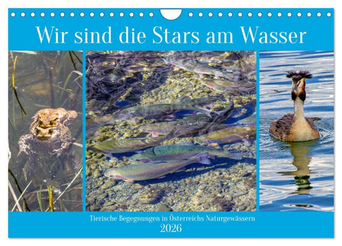 Wir sind die Stars am Wasser (Wandkalender 2026 DIN A4 quer), CALVENDO Monatskalender