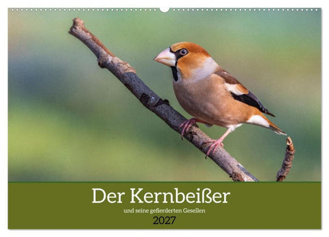 Der Kernbeißer und seine gefiederten Gesellen (Wandkalender 2027 DIN A2 quer), CALVENDO Monatskalender