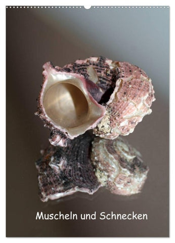 Muscheln und Schnecken (Wandkalender 2026 DIN A2 hoch), CALVENDO Monatskalender