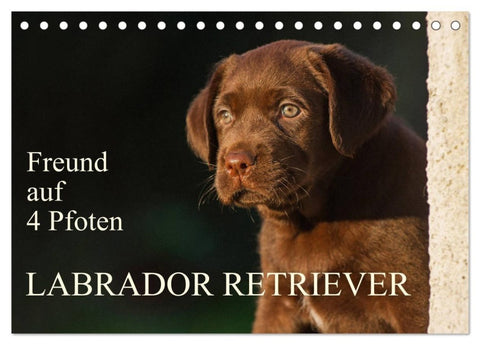 Freund auf 4 Pfoten - Labrador Retriever (Tischkalender 2027 DIN A5 quer), CALVENDO Monatskalender