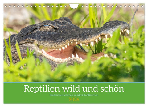 Reptilien wild und schön (Wandkalender 2026 DIN A4 quer), CALVENDO Monatskalender