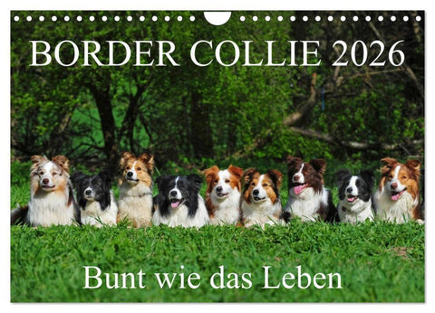 Border Collie 2026 (Wandkalender 2026 DIN A4 quer), CALVENDO Monatskalender