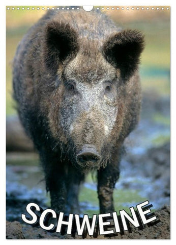 Schweine 2026 (Wandkalender 2026 DIN A3 hoch), CALVENDO Monatskalender