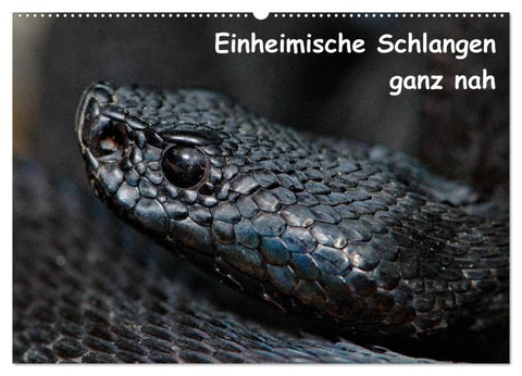 Einheimische Schlangen ganz nah (Wandkalender 2026 DIN A2 quer), CALVENDO Monatskalender