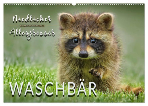 Waschbär - Niedlicher Allesfresser (Wandkalender 2027 DIN A2 quer), CALVENDO Monatskalender