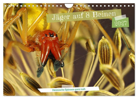 Jäger auf acht Beinen (Wandkalender 2027 DIN A4 quer), CALVENDO Monatskalender