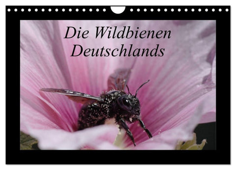 Die Wildbienen Deutschlands (Wandkalender 2027 DIN A4 quer), CALVENDO Monatskalender