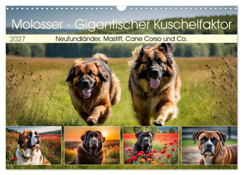 Molosser - Gigantischer Kuschelfaktor (Wandkalender 2027 DIN A3 quer), CALVENDO Monatskalender