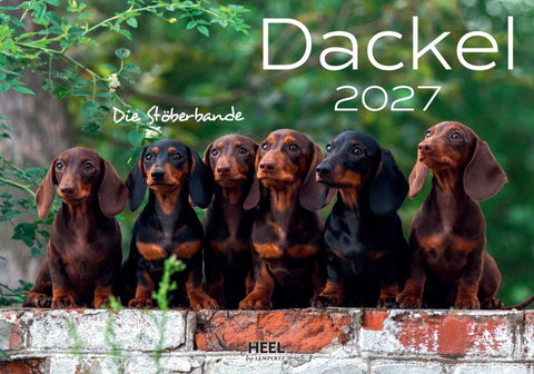 Dackel 2027 Wandkalender Hundekalender