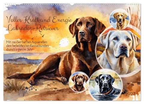Voller Kraft und Energie - Labrador-Retriever (Wandkalender 2027 DIN A2 quer), CALVENDO Monatskalender
