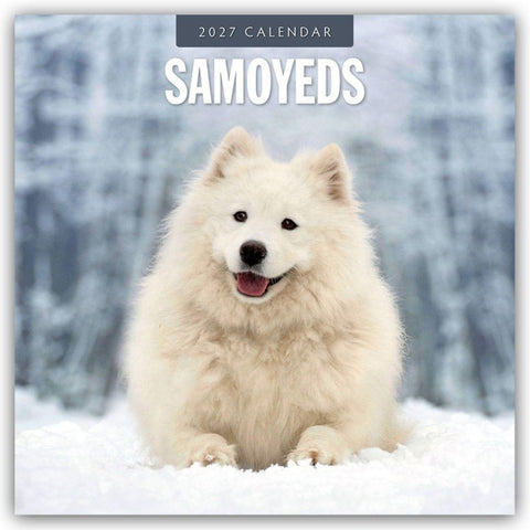 Samoyeds – Samojede – Samojedenspitz 2027 – 16-Monatskalender