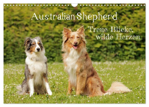 Australian Shepherd - Treue Blicke, wilde Herzen (Wandkalender 2027 DIN A3 quer), CALVENDO Monatskalender