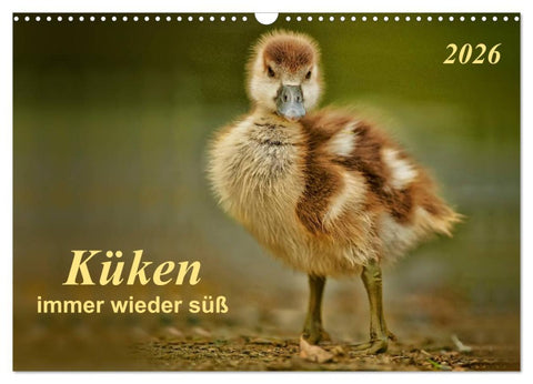 Küken - immer wieder süß (Wandkalender 2026 DIN A3 quer), CALVENDO Monatskalender