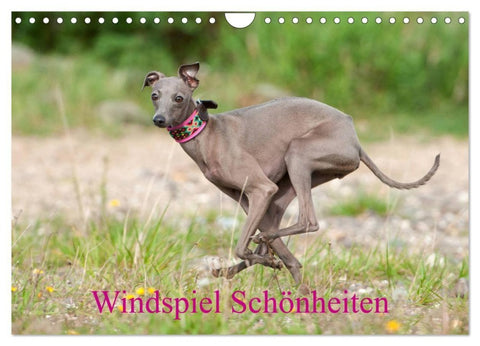 Windspiel Schönheiten (Wandkalender 2027 DIN A4 quer), CALVENDO Monatskalender