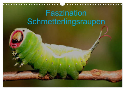 Faszination Schmetterlingsraupen (Wandkalender 2026 DIN A3 quer), CALVENDO Monatskalender