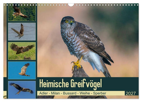 Heimische GREIFVÖGEL Adler Milan Bussard Weihe Sperber (Wandkalender 2027 DIN A3 quer), CALVENDO Monatskalender