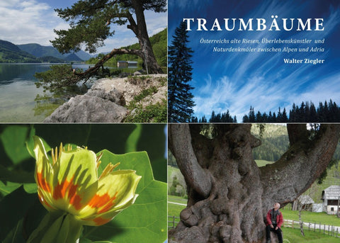 Traumbäume