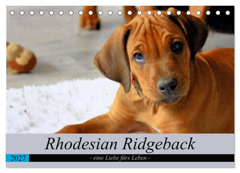 Rhodesian Ridgeback - eine Liebe fürs Leben (Tischkalender 2027 DIN A5 quer), CALVENDO Monatskalender