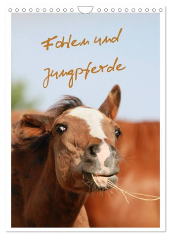Fohlen und Jungpferde (Wandkalender 2026 DIN A4 hoch), CALVENDO Monatskalender
