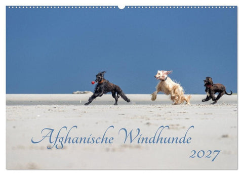 AFGHANISCHE WINDHUNDE 2027 (Wandkalender 2027 DIN A2 quer), CALVENDO Monatskalender