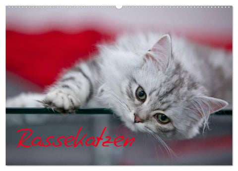 Rassekatzen (Wandkalender 2026 DIN A2 quer), CALVENDO Monatskalender