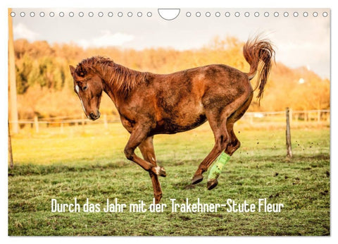 Durch das Jahr mit der Trakehner-Stute Fleur (Wandkalender 2027 DIN A4 quer), CALVENDO Monatskalender