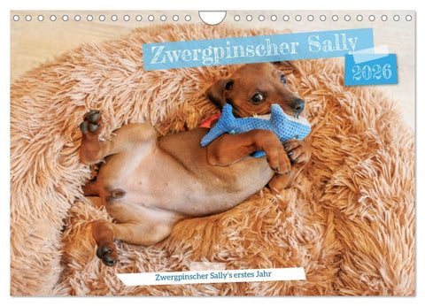 Zwergpinscher Sally's erstes Jahr (Wandkalender 2026 DIN A4 quer), CALVENDO Monatskalender