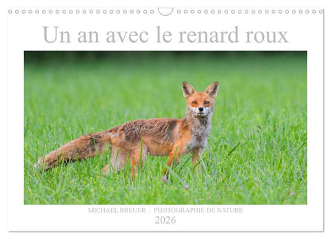 Un an avec le renard roux (Calendrier mural 2026 DIN A3 vertical), CALVENDO calendrier mensuel