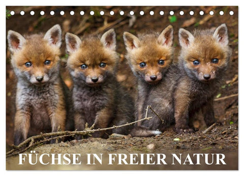 Füchse in freier Natur (Tischkalender 2026 DIN A5 quer), CALVENDO Monatskalender