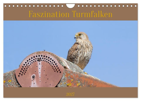 Faszination Turmfalken (Wandkalender 2027 DIN A4 quer), CALVENDO Monatskalender