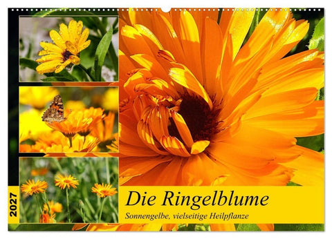 Die Ringelblume. Sonnengelbe, vielseitige Heilpflanze (Wandkalender 2027 DIN A2 quer), CALVENDO Monatskalender