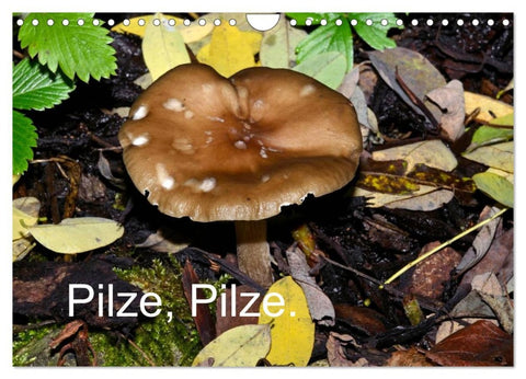 Pilze, Pilze (Wandkalender 2026 DIN A4 quer), CALVENDO Monatskalender