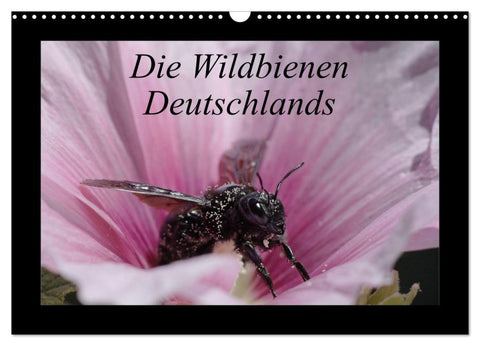 Die Wildbienen Deutschlands (Wandkalender 2026 DIN A3 quer), CALVENDO Monatskalender
