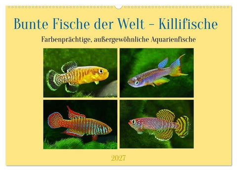 Bunte Fische der Welt - Killifische (Wandkalender 2027 DIN A2 quer), CALVENDO Monatskalender