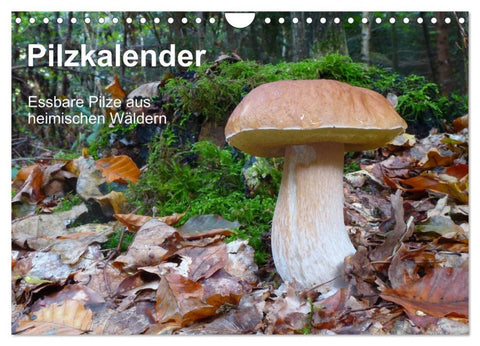 Pilzkalender (Wandkalender 2026 DIN A4 quer), CALVENDO Monatskalender