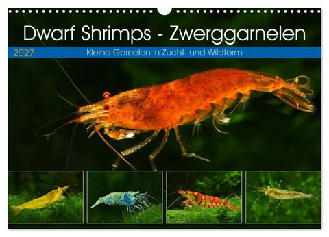 Dwarf Shrimps - Zwerggarnelen (Wandkalender 2027 DIN A3 quer), CALVENDO Monatskalender
