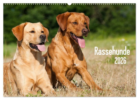Rassehunde (Wandkalender 2026 DIN A2 quer), CALVENDO Monatskalender
